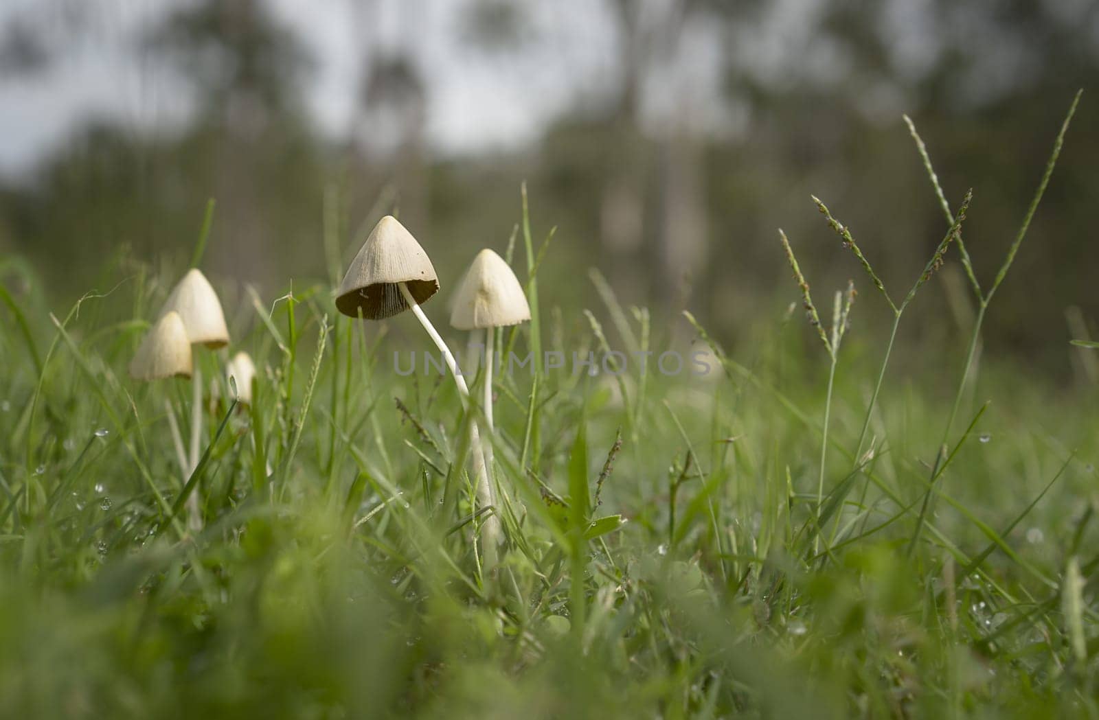 Life emerges after summer rainfall with green grass, mushrooms fungi and raindrops