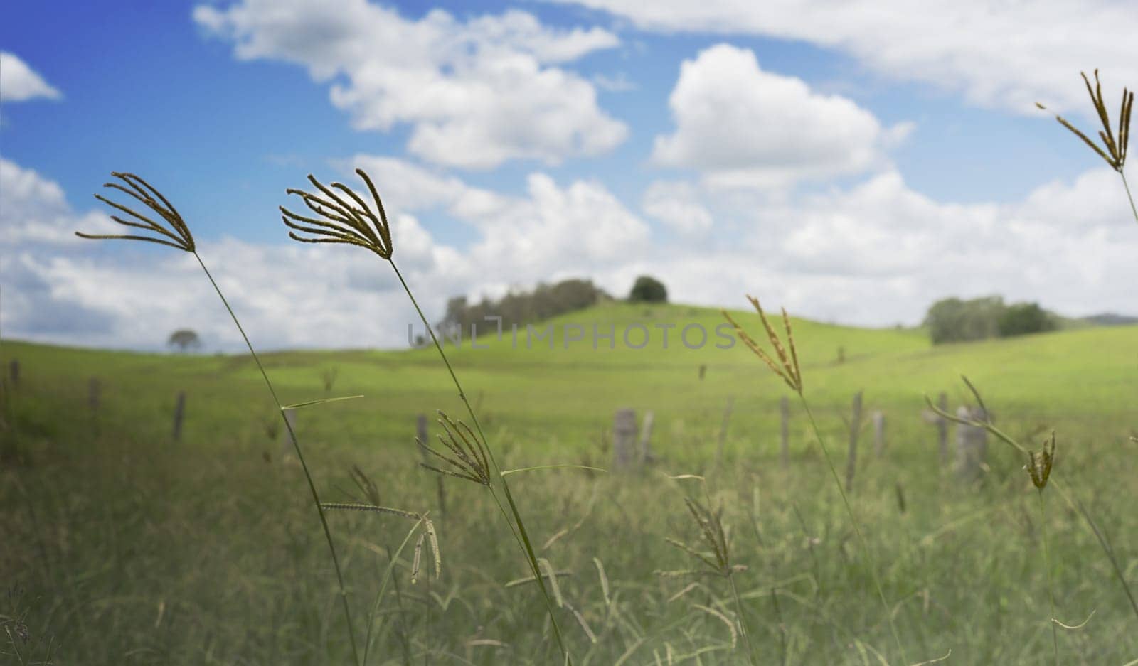 Dull Cloudy Windy Day in a country scene with long grass, clouds and blue sky
