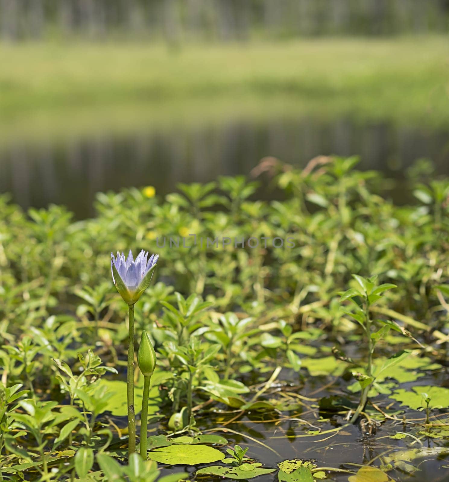 New Bloom of Waterlily on a rural dam waterhole in Queensland with bokeh copyspace