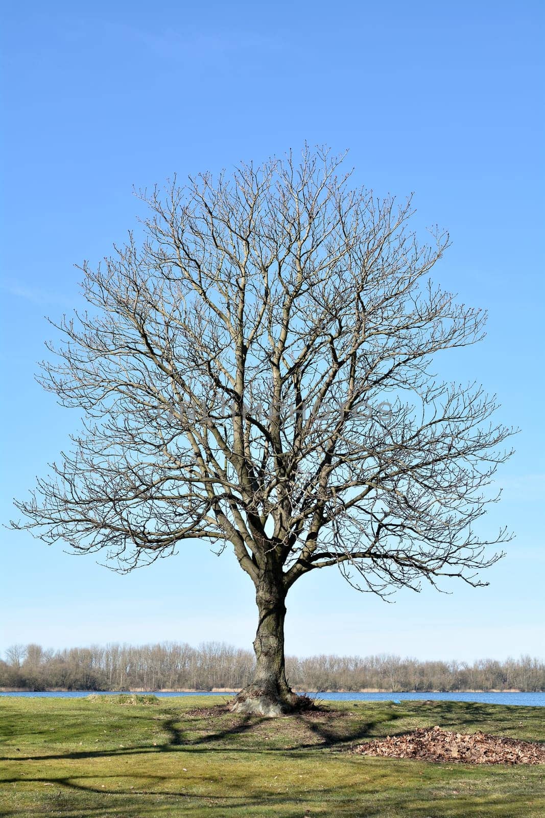 Chestnut tree on a meadow by the lake in spring