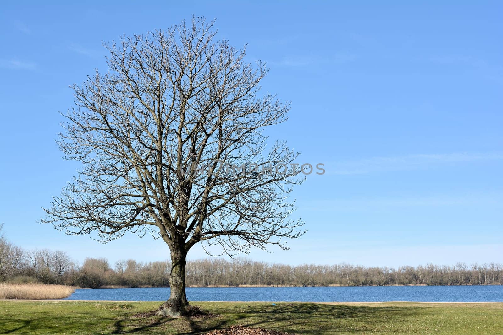 Chestnut tree on a meadow by the lake in spring