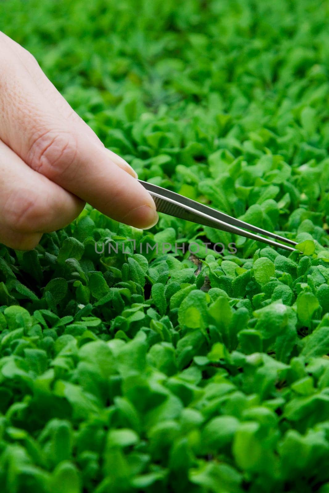 Female scientist researching on plants in a laboratory