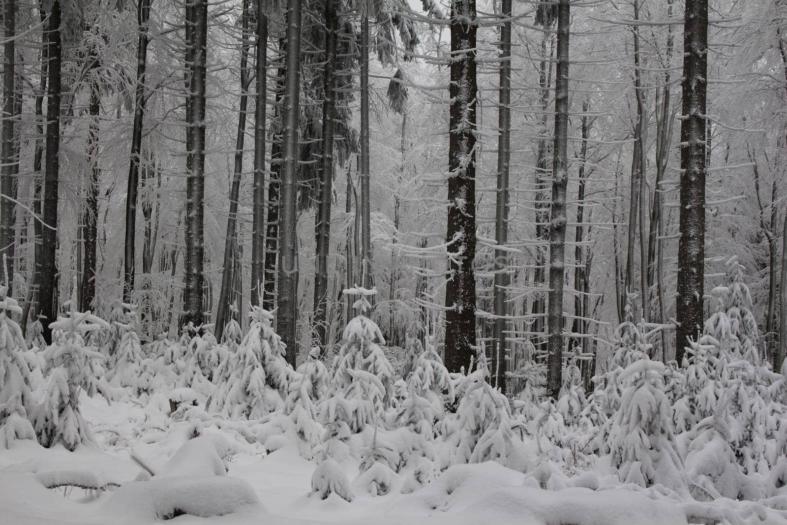 Small conifers in the winter magic forest