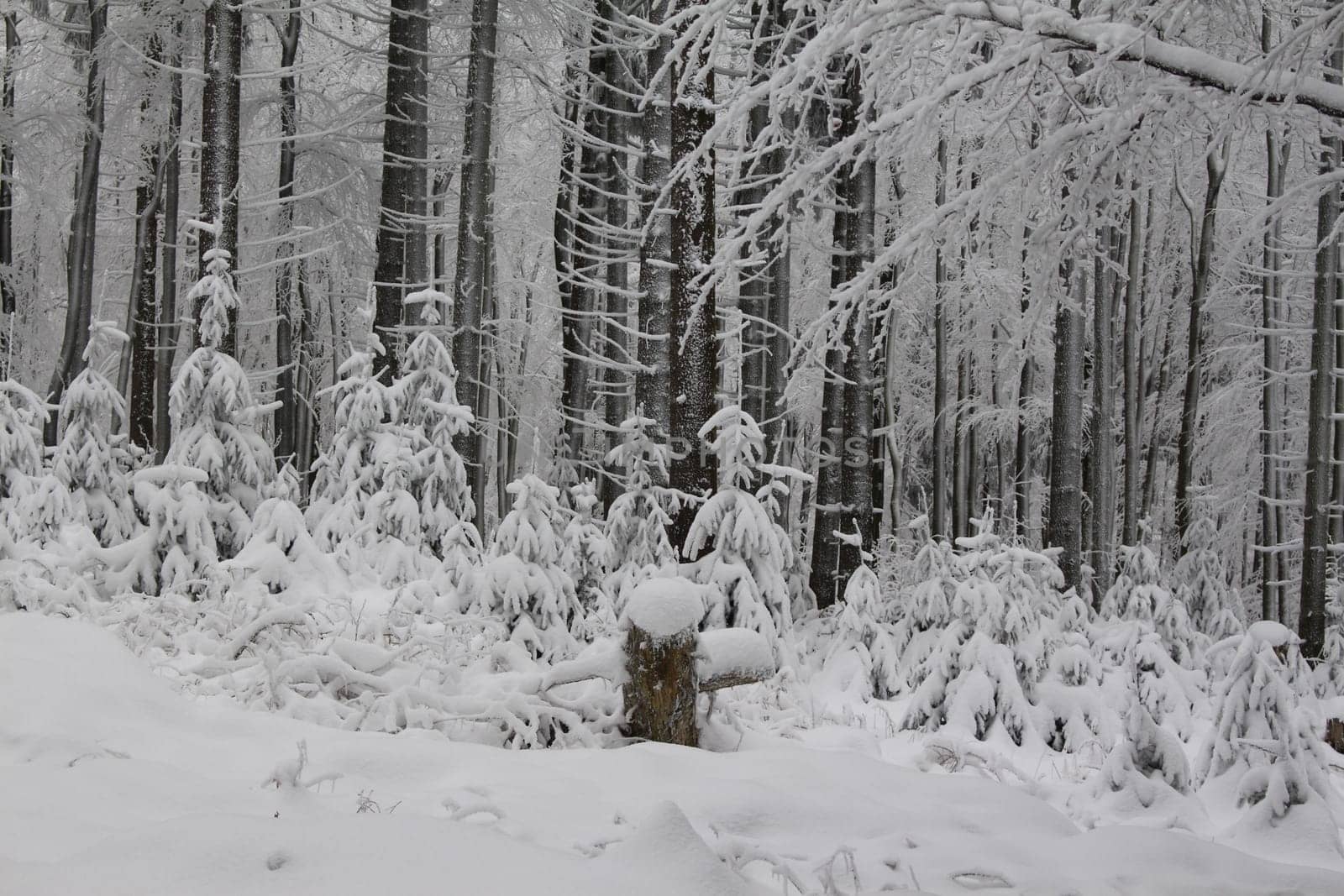 Small conifers in the winter magic forest