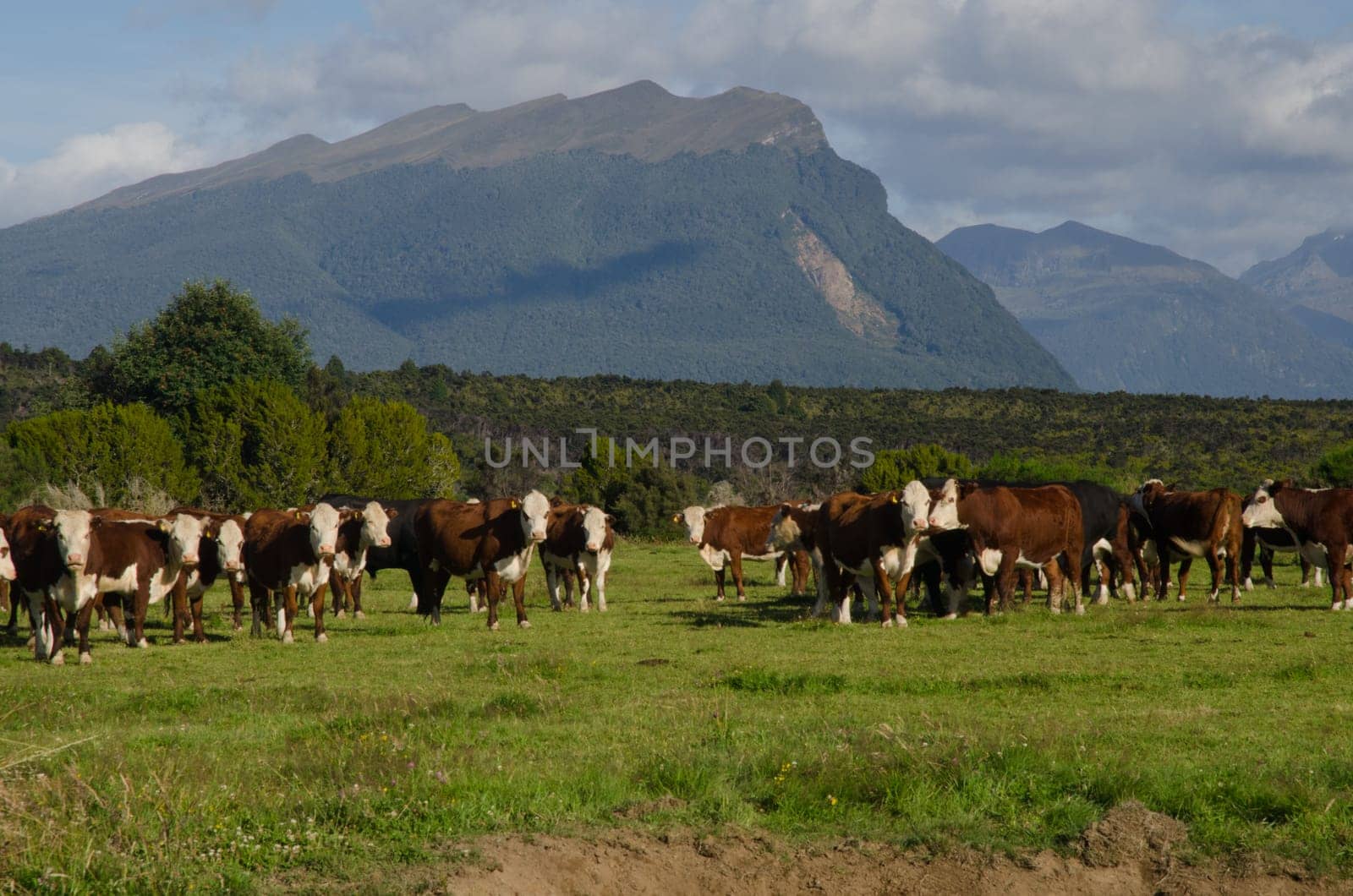 Herd of cows Bos taurus. Southland. South Island. New Zealand.