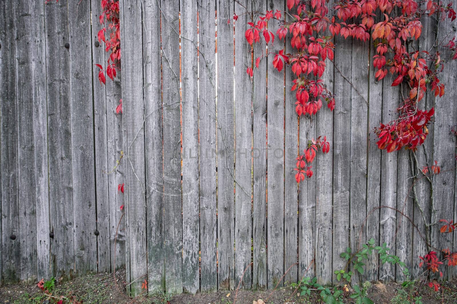 Bright red leaves of wild grapes ivy on rustic wooden background. autumn season. background texture of leaves of wild grapes