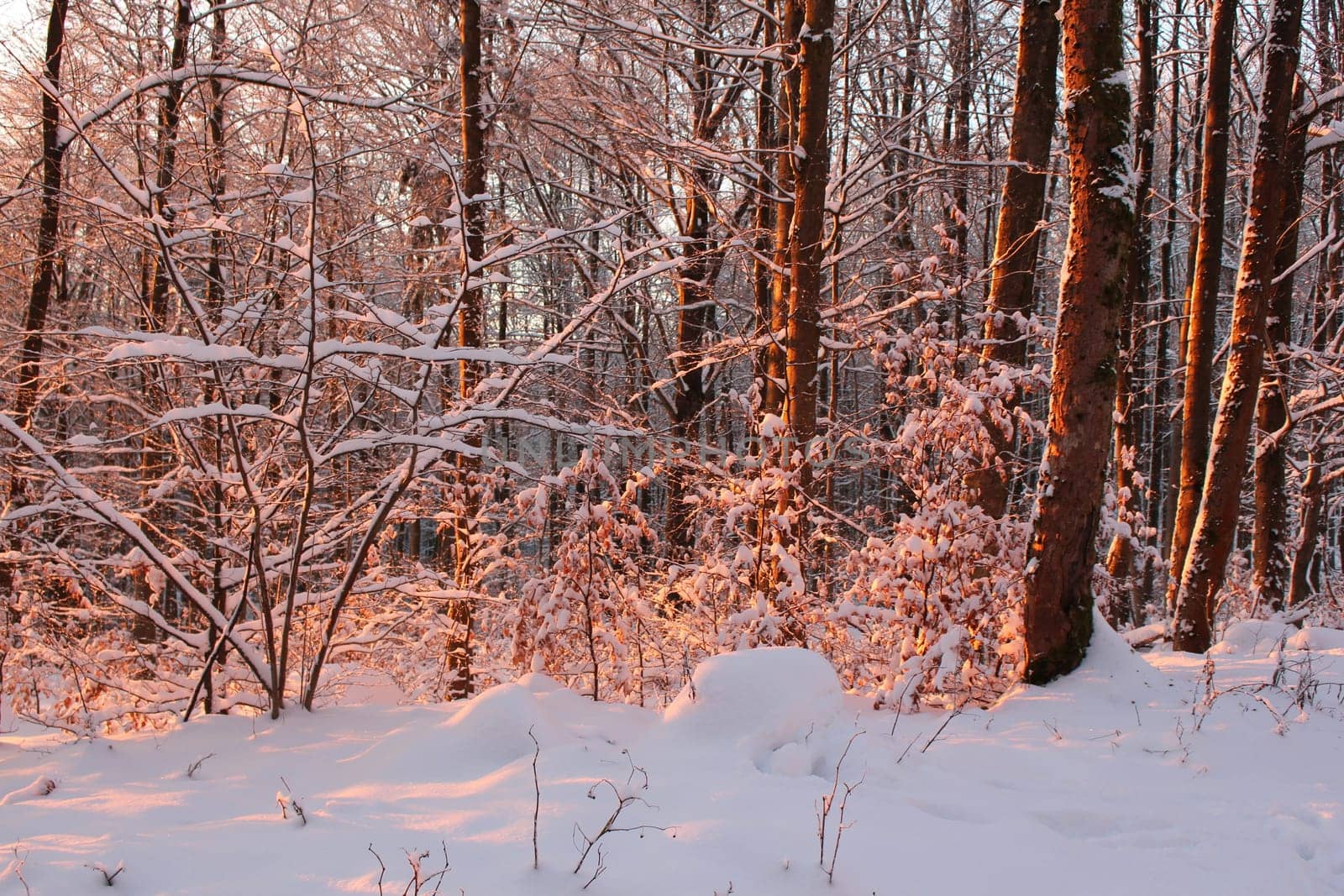 winter forest at sunset