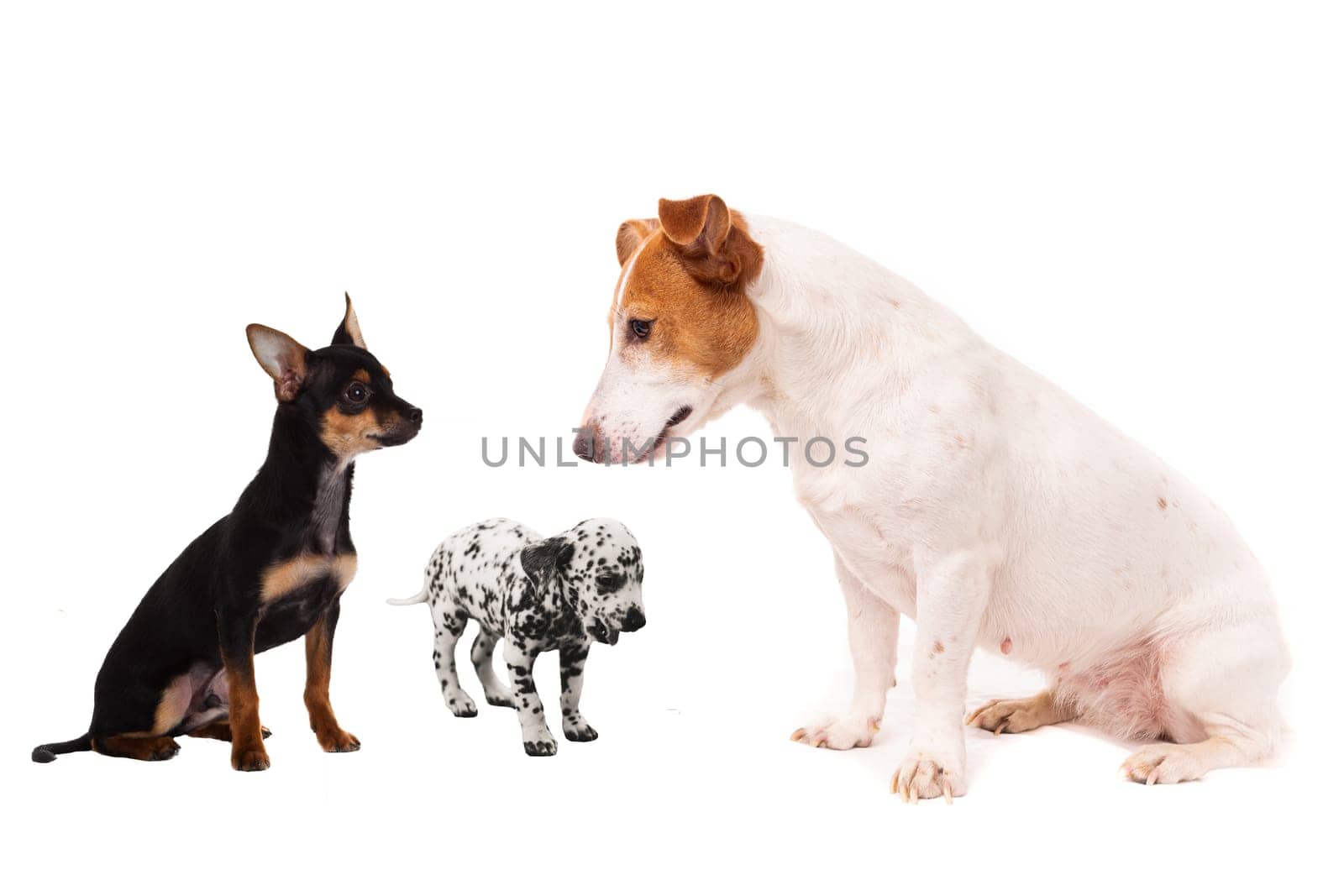 Group of dogs. Close-up of puppies, isolated on white