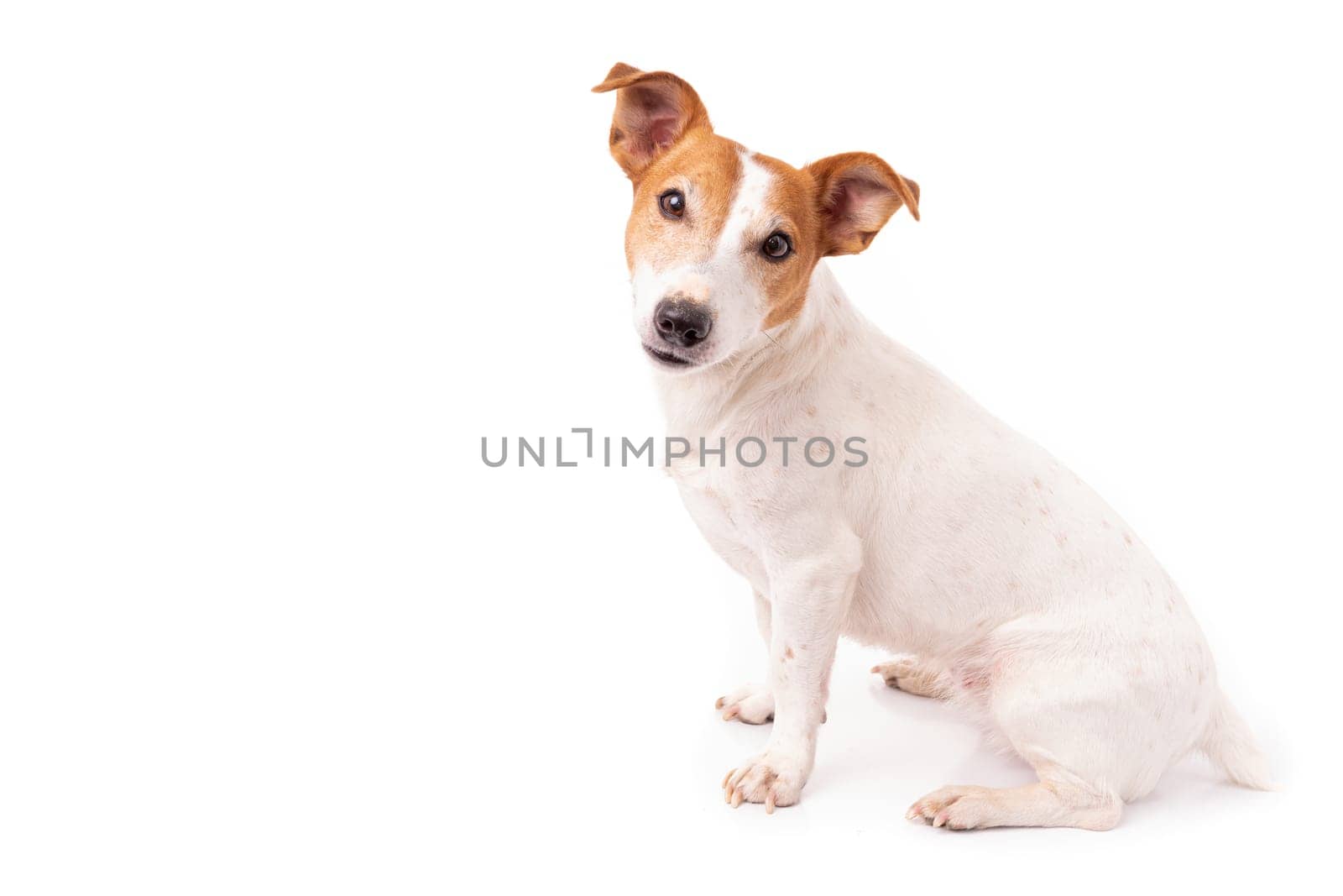 Jack Russell Terrier, isolated on white background at studio