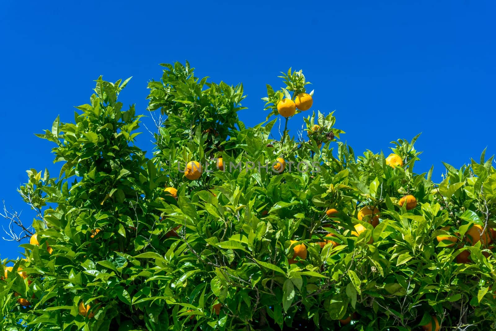 Orange garden. citrus fruits. oranges on a tree