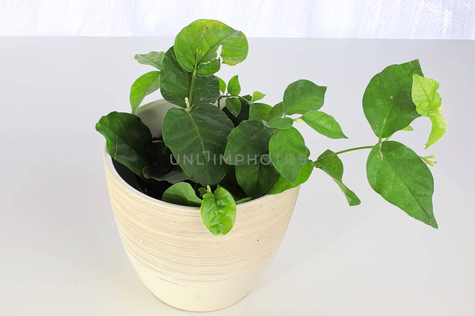 Pot with a jasmine plant on a white table and background.