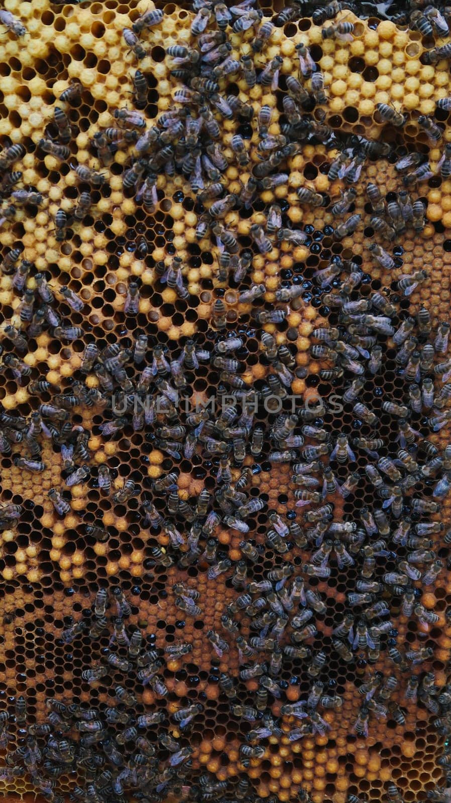Honeycomb frame full of bees and eggs