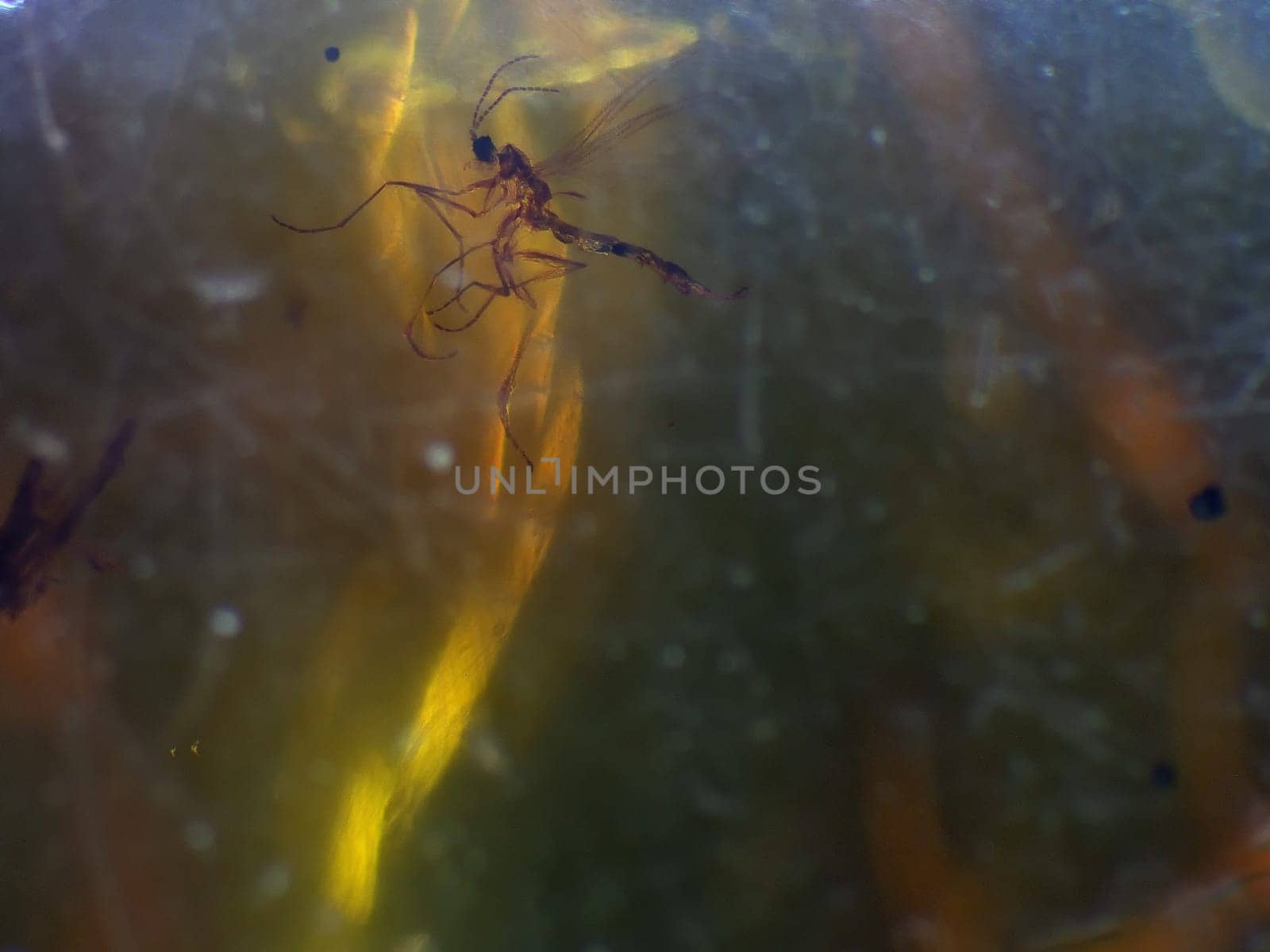 Amber with embedded fly