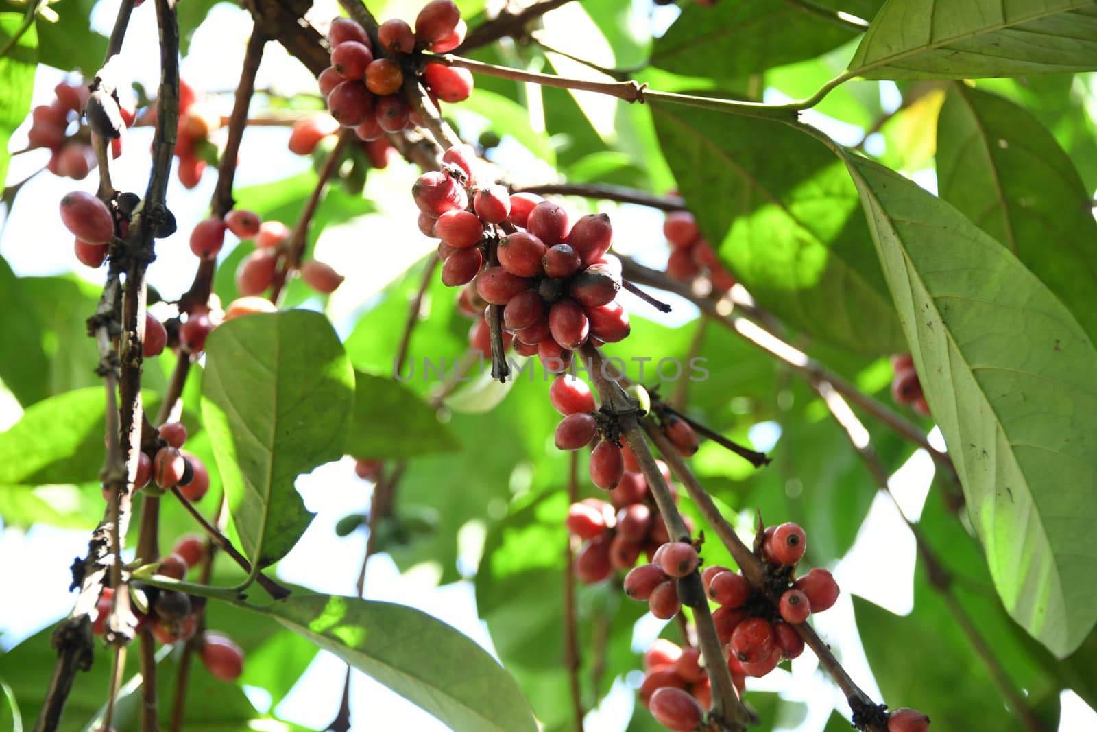 Coffee drink is a black,caffeinated drink made from hot water,roasted and ground coffee beans and the seeds of the fruit of the coffee plant.