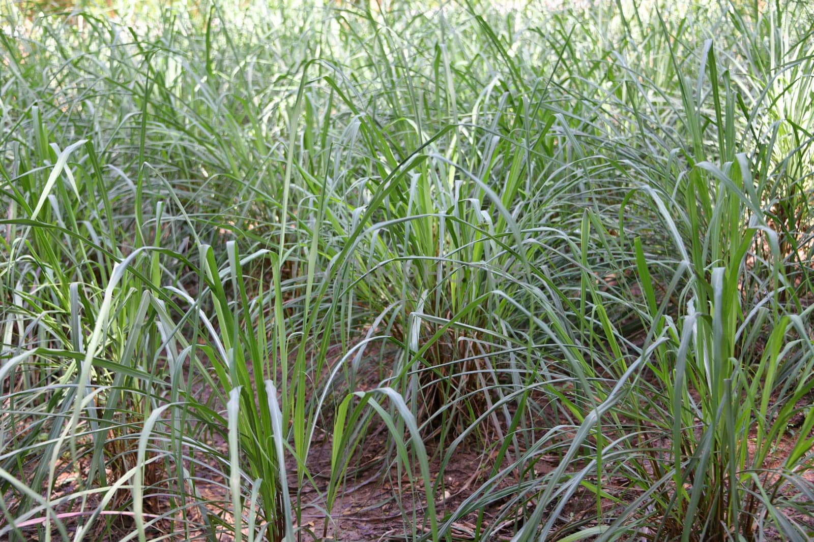 The green West Indian lemongrass,known as Guatemalan lemongrass or sereh,is a species of the sweet grass family. The leaves are divided into leaf sheath and leaf blade.