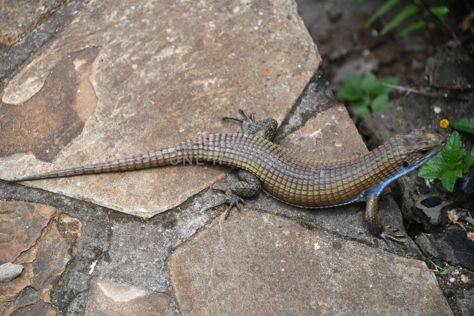 The ventral edge shields of Skyros wall lizards of males ready to mate show a strong blue color. They can merge into a blue stripe.