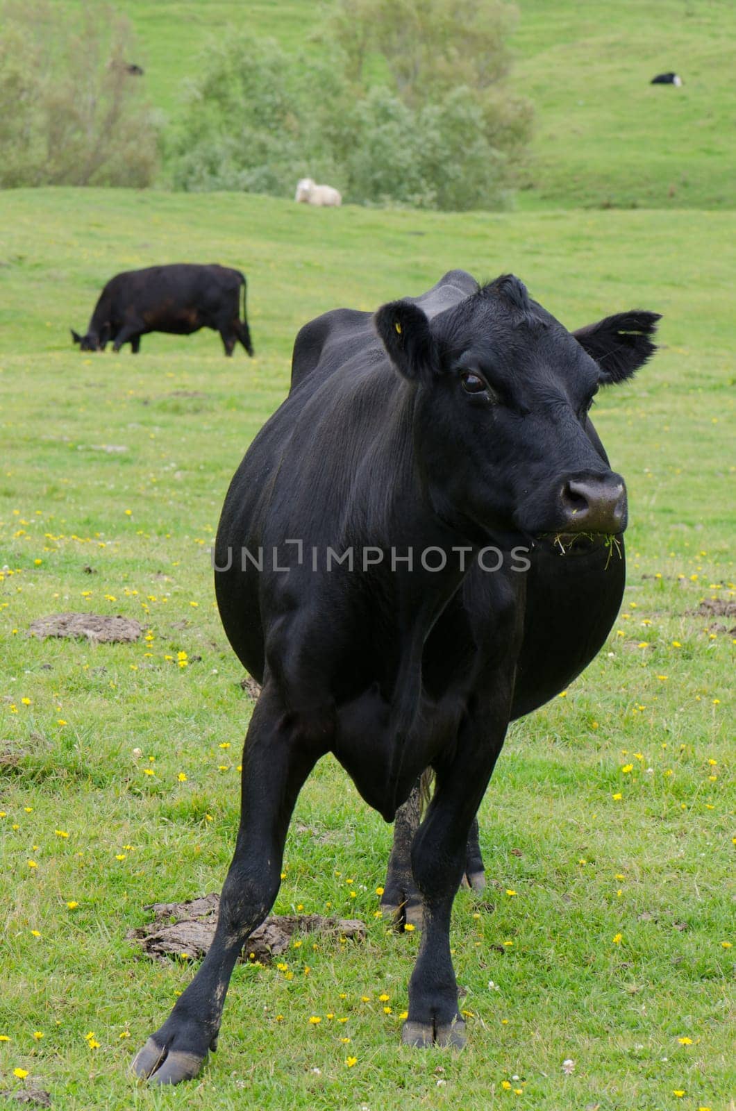 Cow Bos primigenius taurus. Otago Peninsula. Otago. South Island. New Zealand.