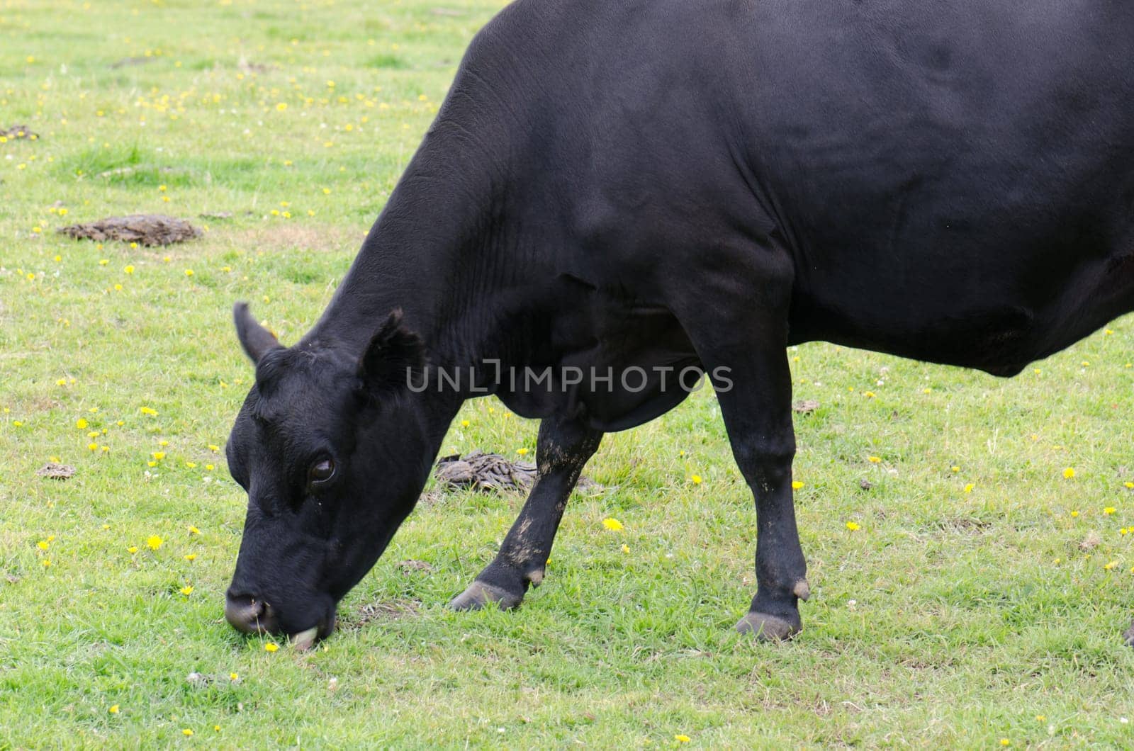 Cow Bos primigenius taurus grazing. Otago Peninsula. Otago. South Island. New Zealand.