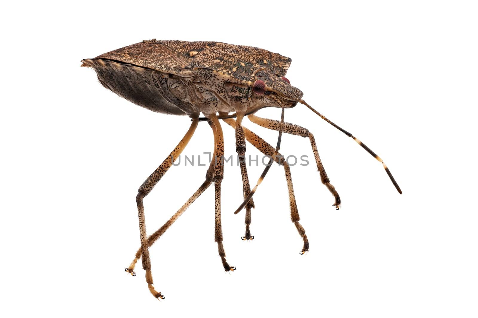True Bug Close Up, macrophotography of insect isolatet with white background