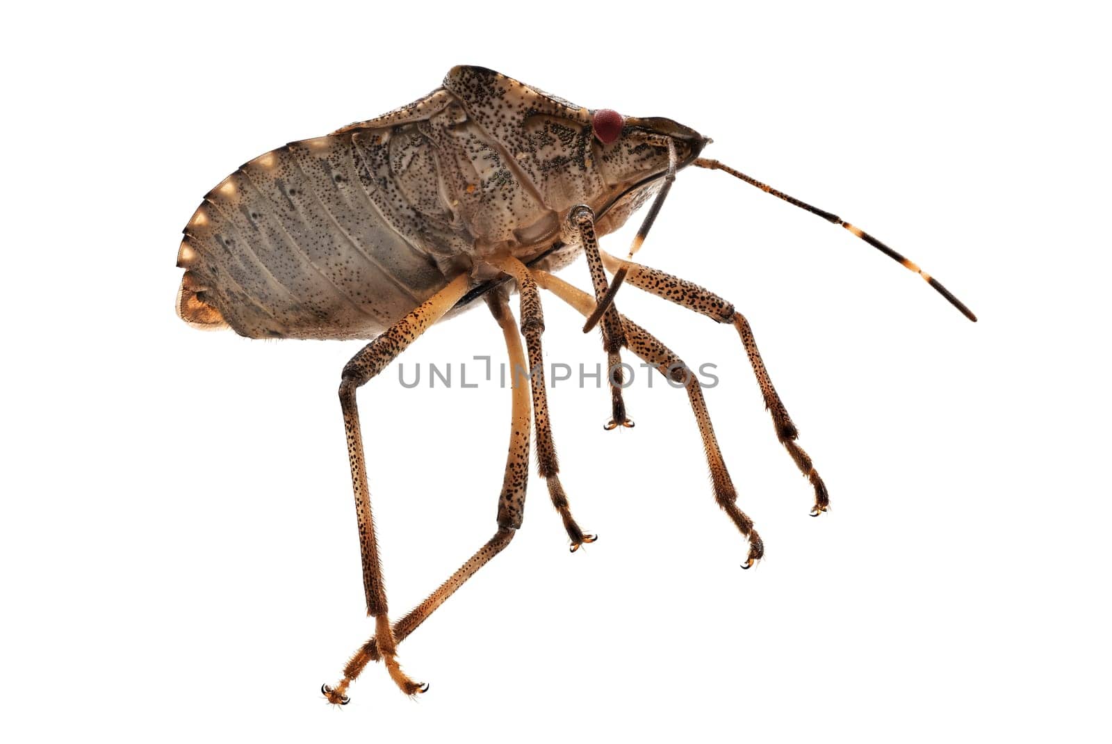 True Bug Close Up, macrophotography of insect isolatet with white background