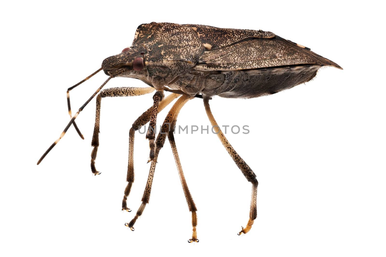 True Bug Close Up, macrophotography of insect isolatet with white background