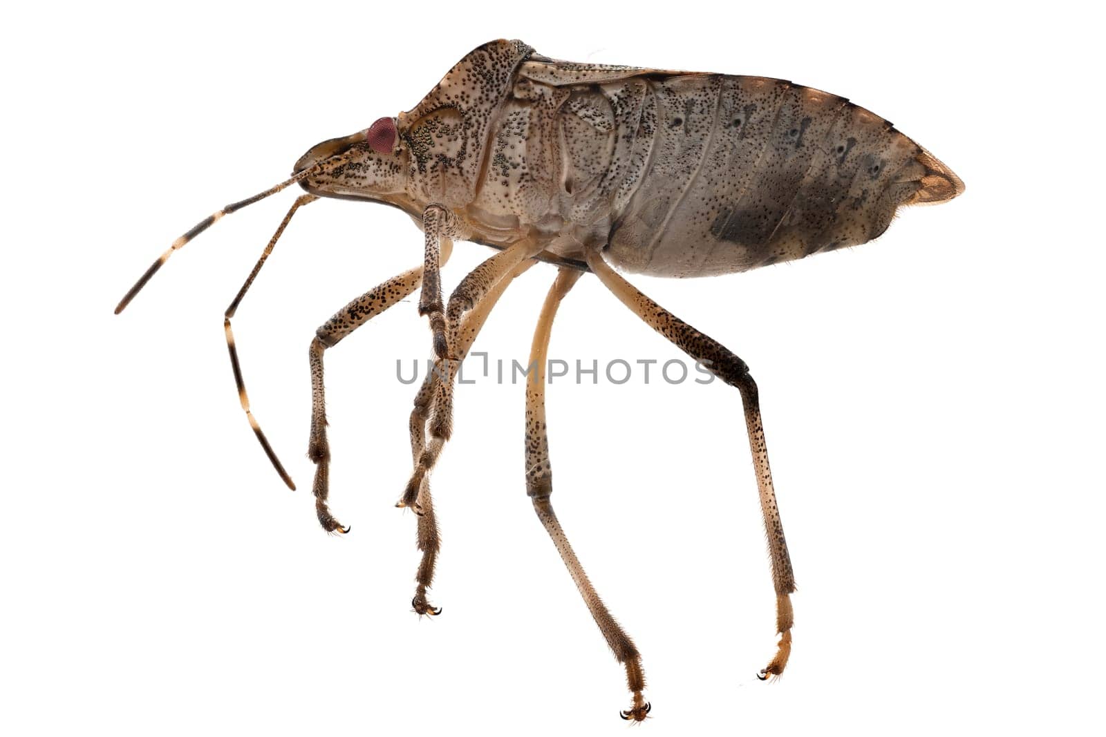 True Bug Close Up, macrophotography of insect isolatet with white background
