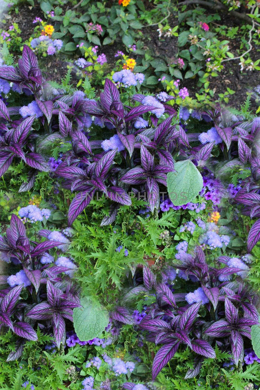 The term "coleus"" is often used as a common name for species formerly placed in the genus Coleus that are cultivated as ornamental plants, particularly Coleus blumei (Plectranthus scutellarioides), which is popular as a garden plant for its brightly colored foliage. This one is called ""Persian Shield""."