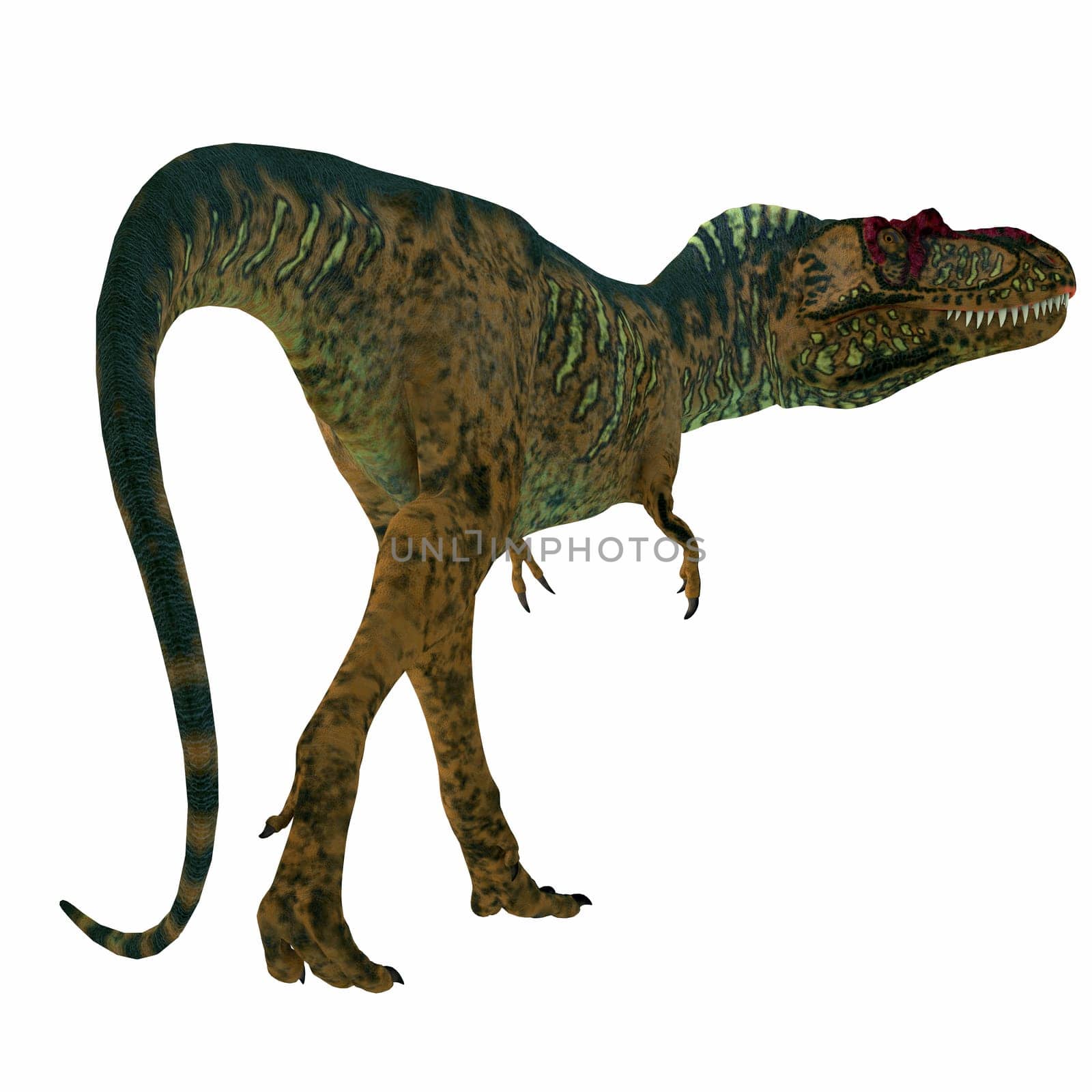 Albertosaurus was a carnivorous theropod dinosaur that lived in North America in the Cretaceous Period.