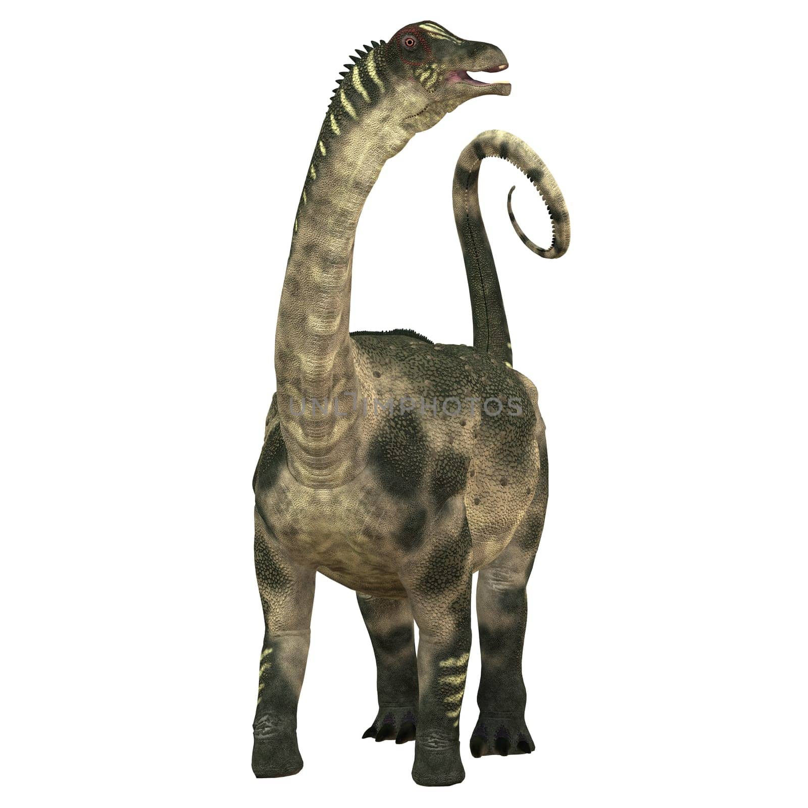 Antarctosaurus was a sauropod herbivore dinosaur that lived during the Cretaceous Period in South America.
