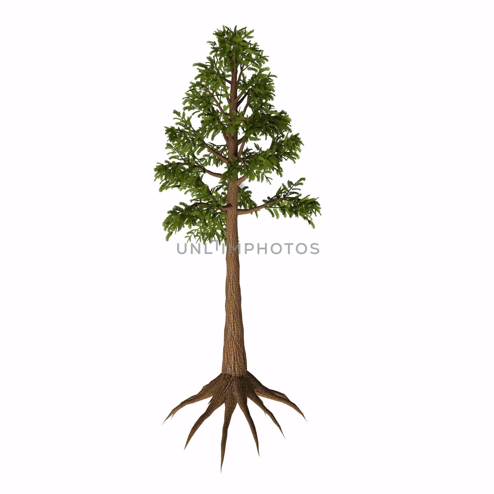 Archaeopteris is an extinct genus of tree-like plants with fern-like leaves that lived in the Devonian to Carboniferous Periods.