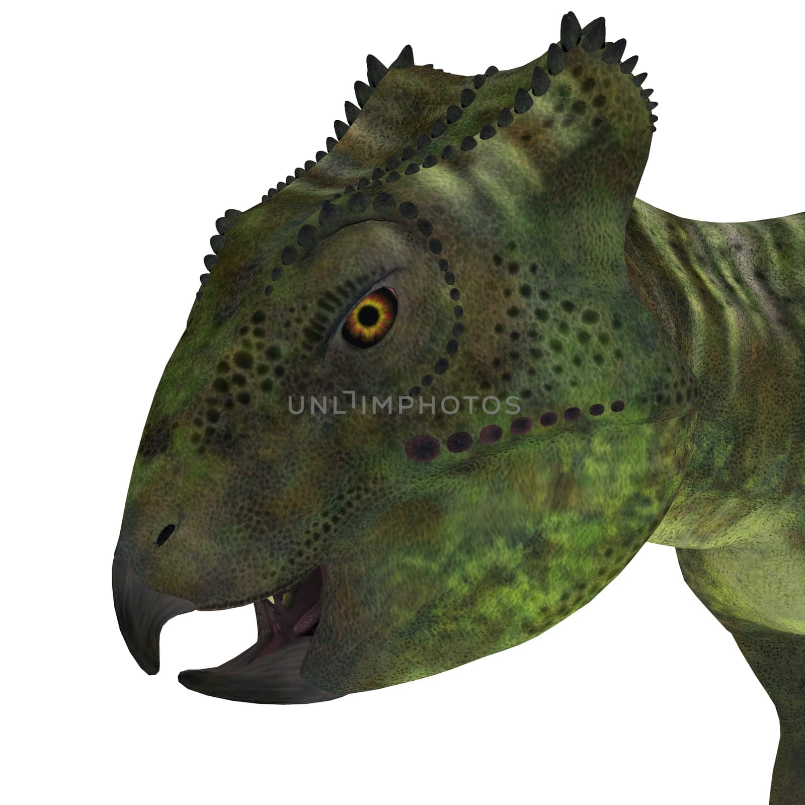 Archaeoceratops was a Ceratopsian herbivorous dinosaur that lived in China in the Cretaceous Period.
