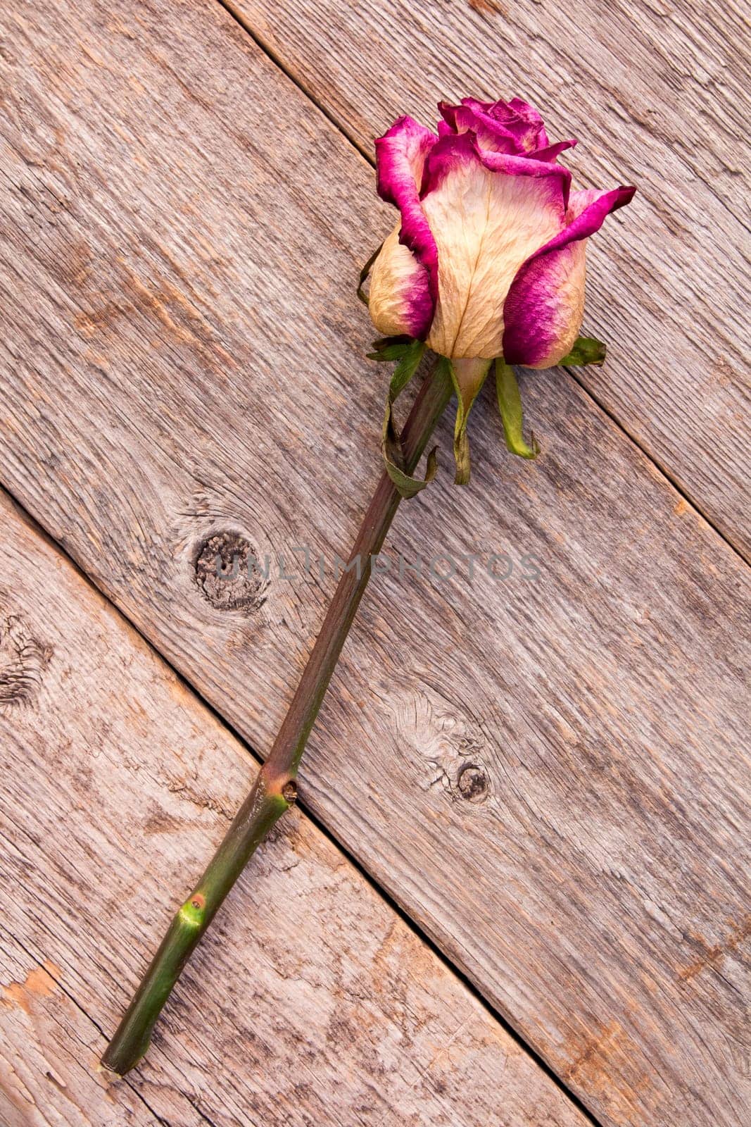 Composition of a faded rose lying on a floor