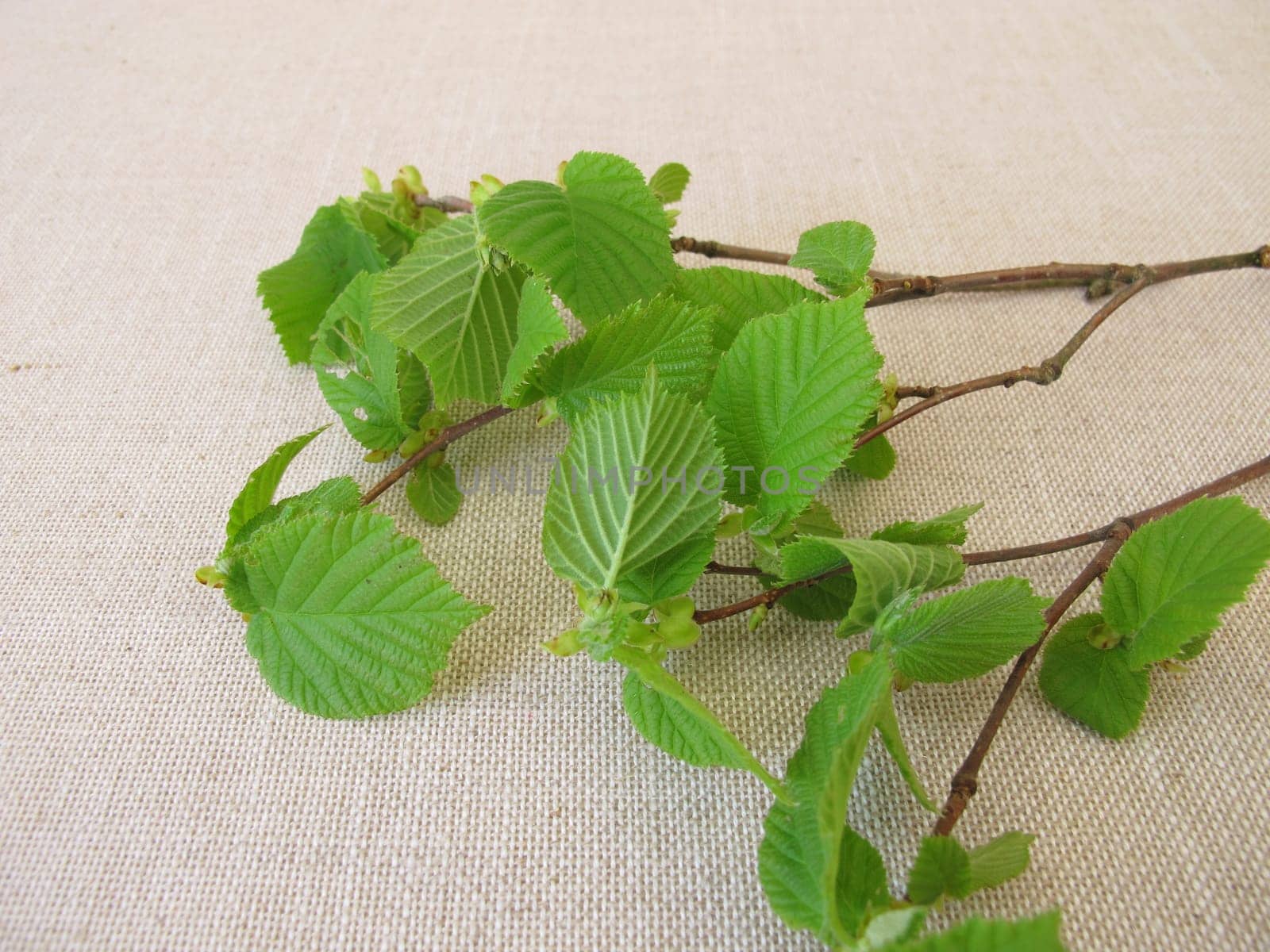 Hazelnut twigs with young hazelnut leaves