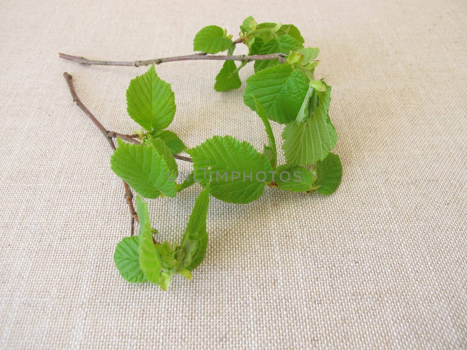 Hazelnut twigs with young hazelnut leaves