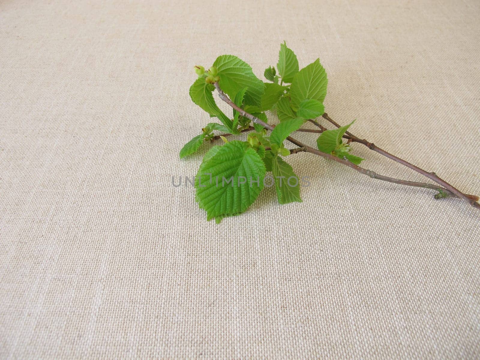 Hazelnut twigs with young hazelnut leaves