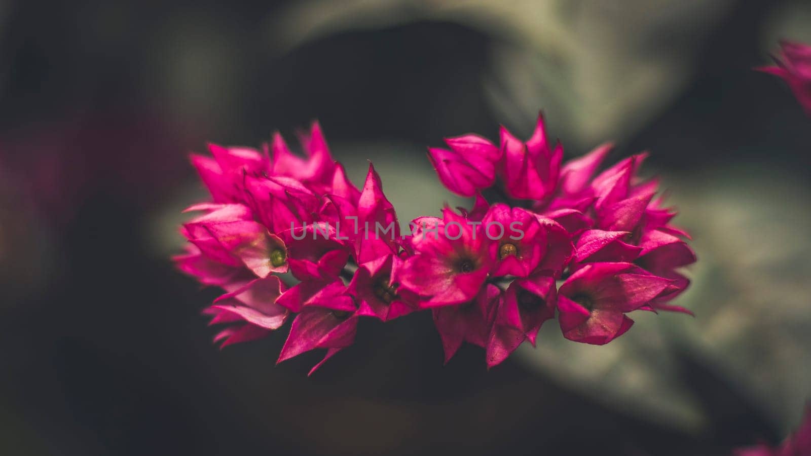 close up Beautiful fairy dreamy magic pink purple flowers on blurry background dark vntag toned  soft selective focus,  garden forest idea decoration