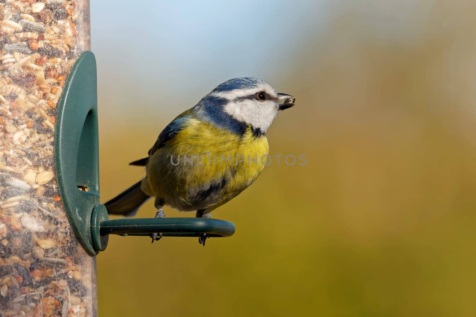 Blue tit feeding