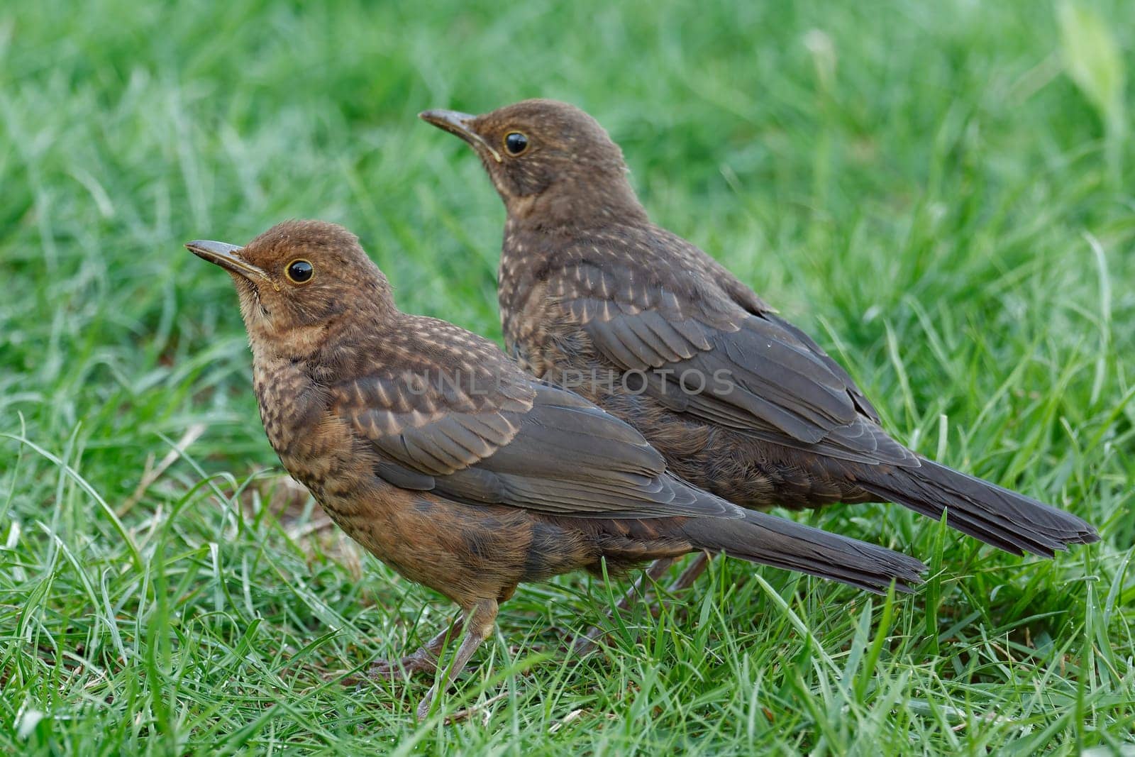 young blackbirds on a meadow
