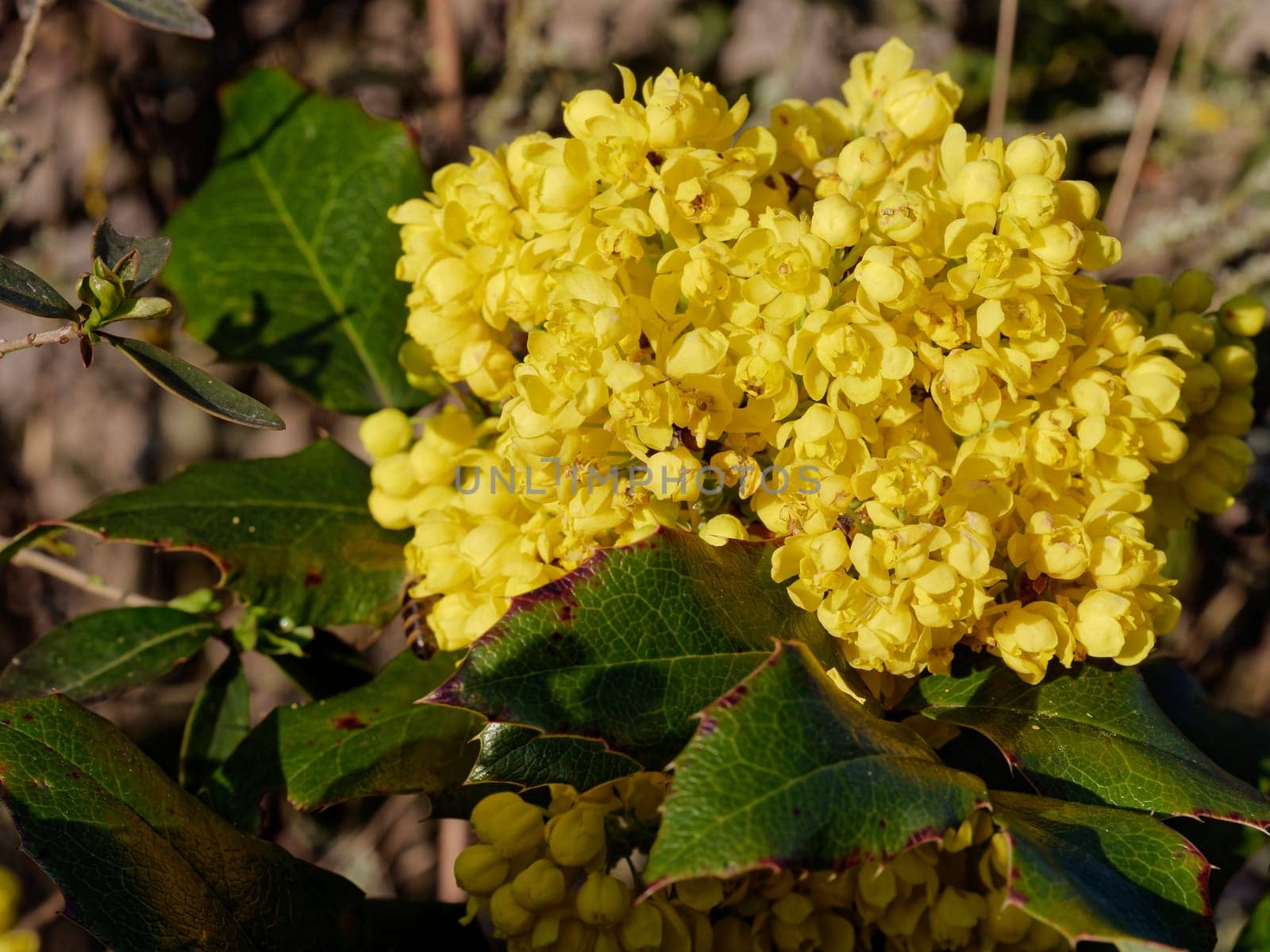 mahonia blooming in spring