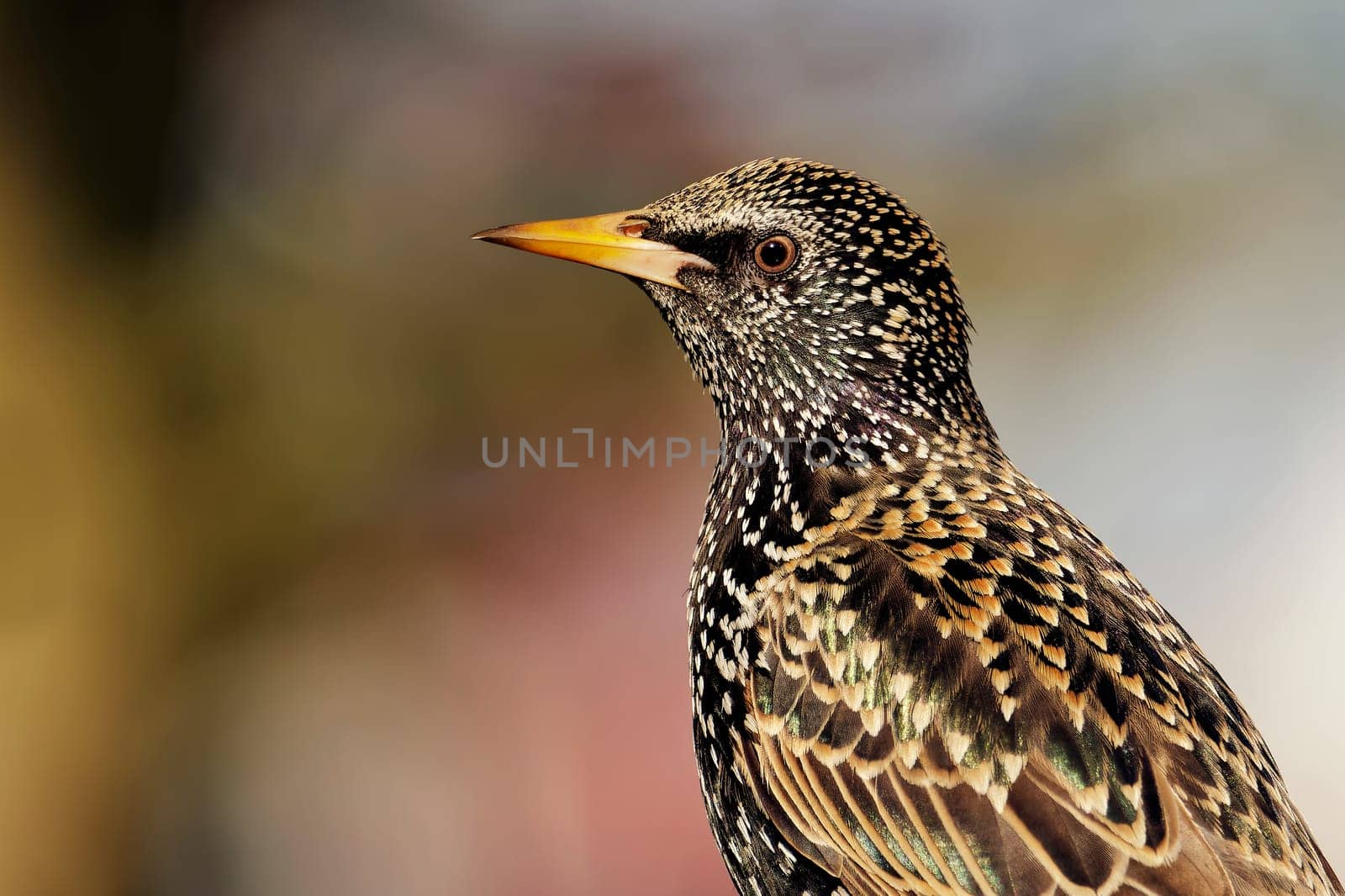 Common starling