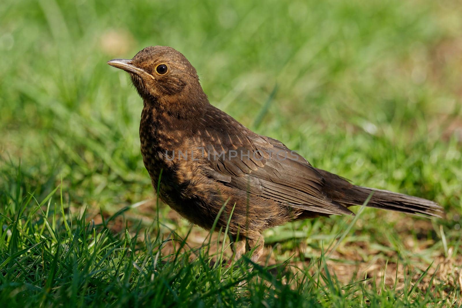 Juvenile blackbird