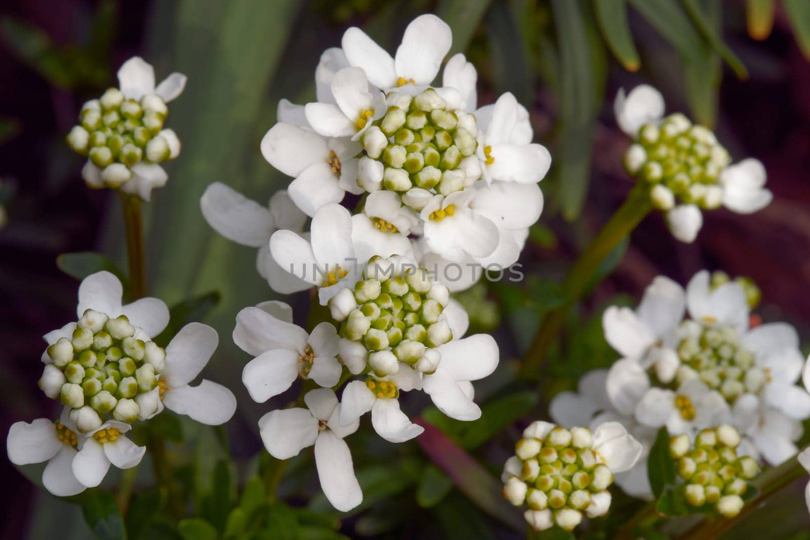 Schleifenblume