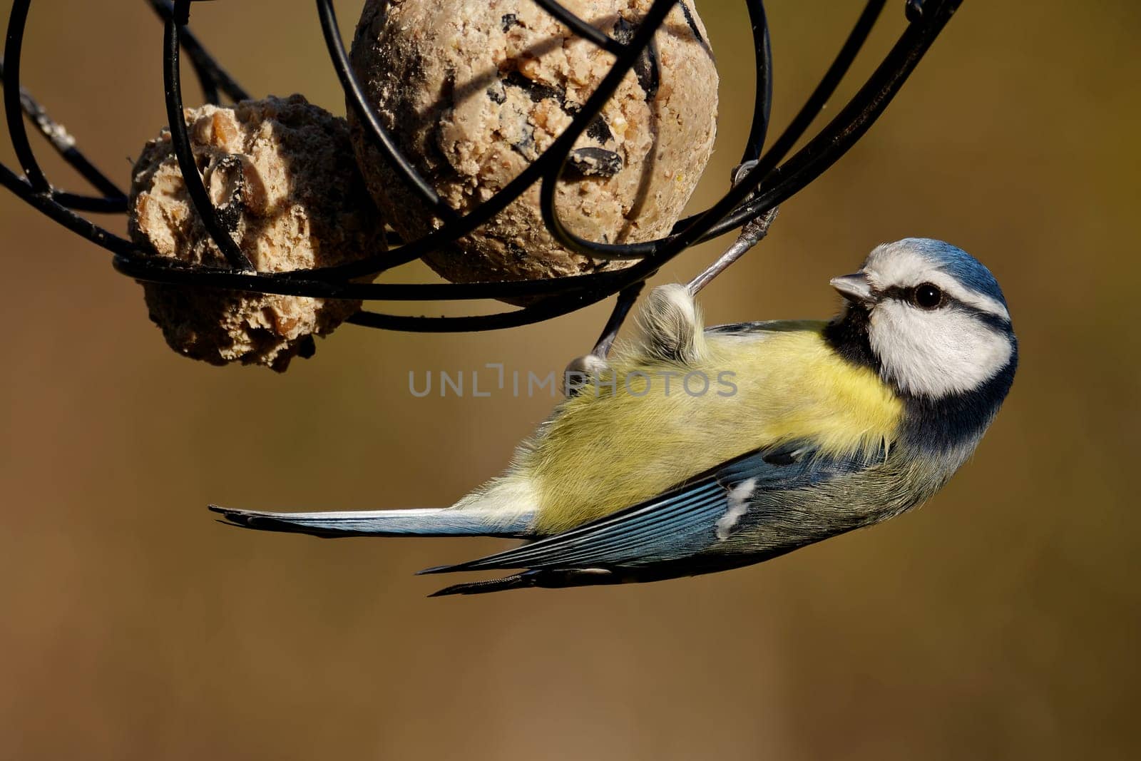 blue tit with a fat ball