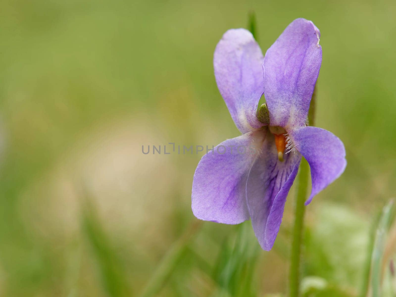 common violet