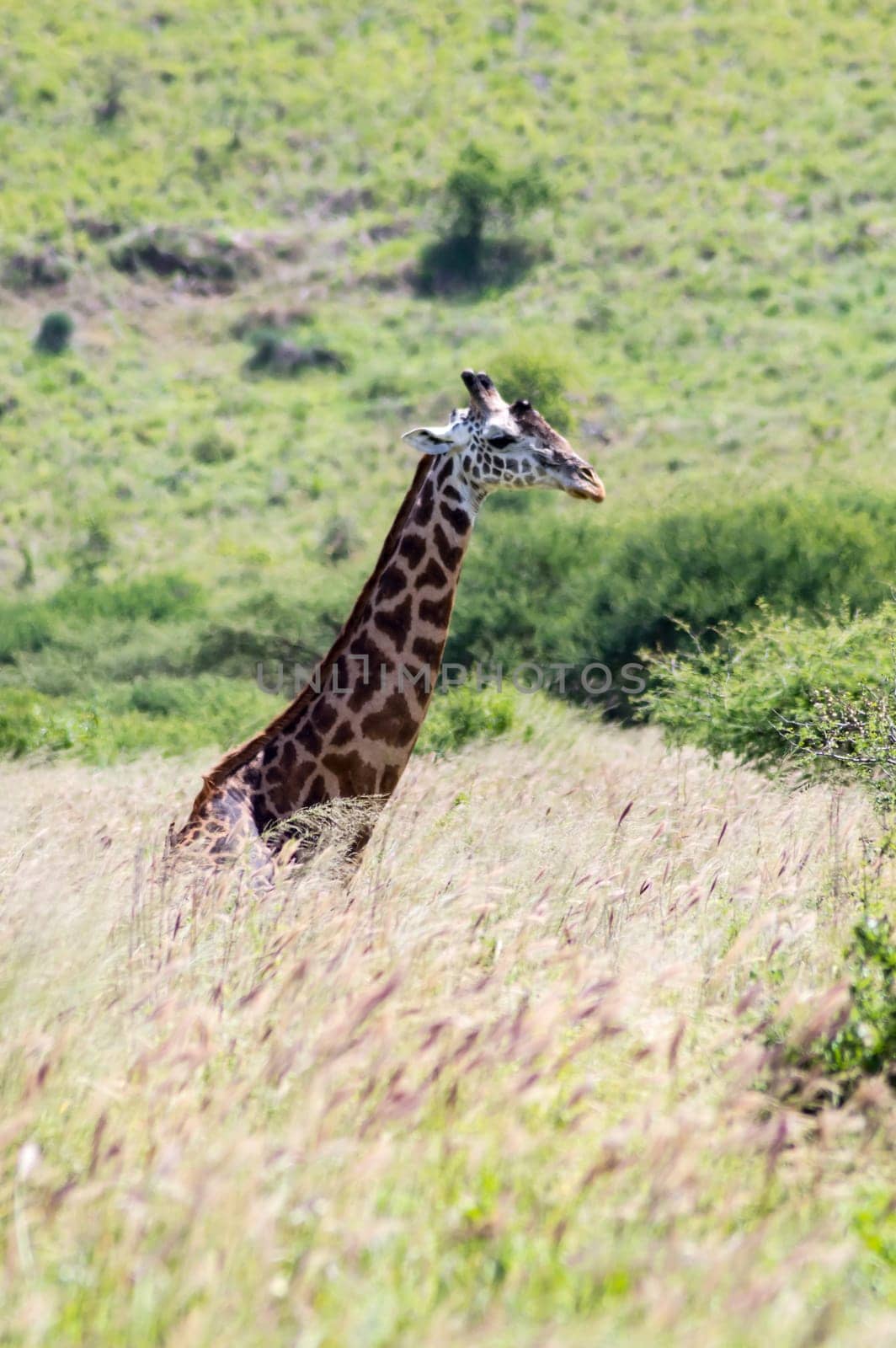 A giraffe sitting in the tall grass of the savannah of Tsavo West Park