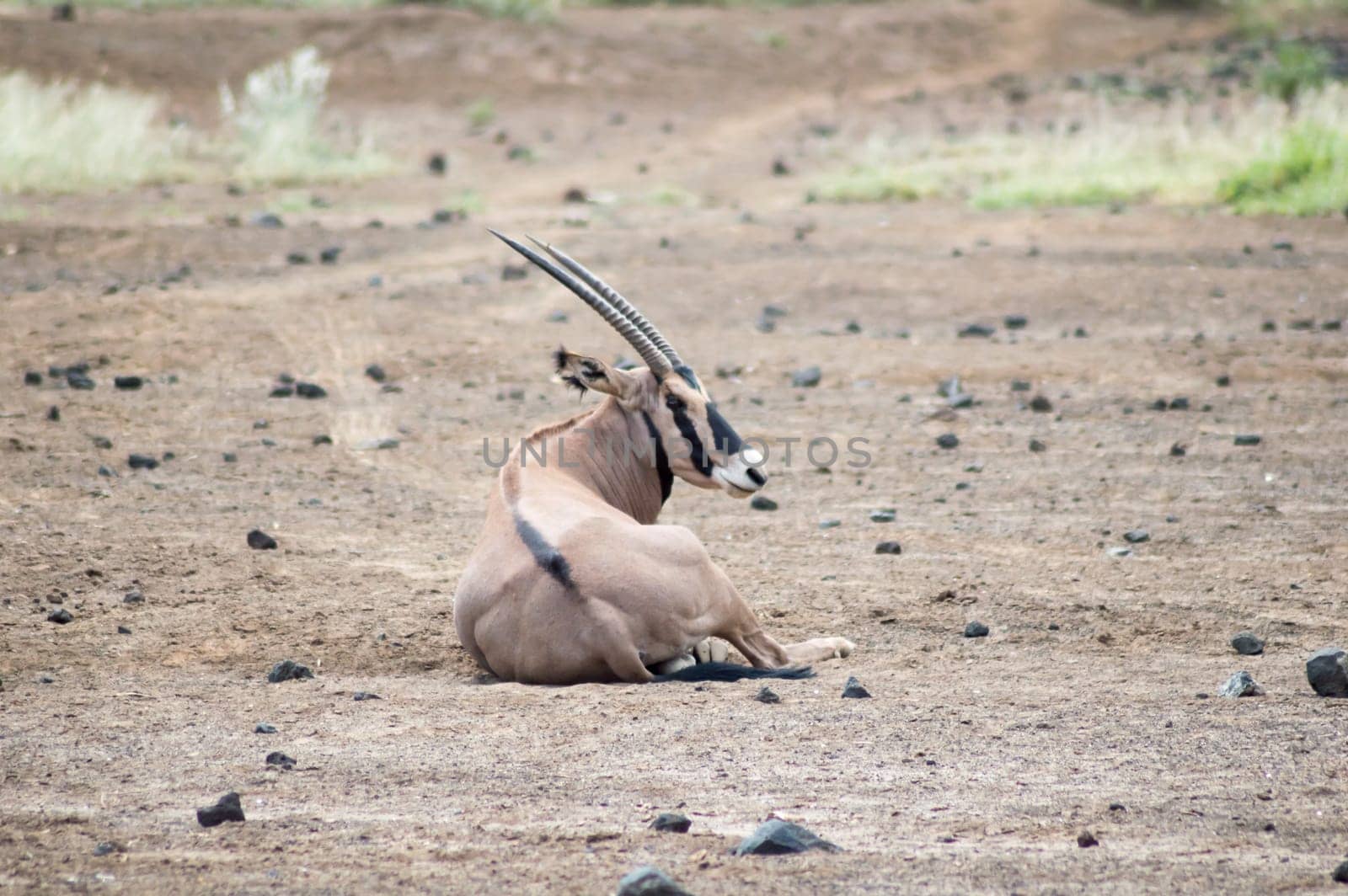 Oryx sitting in the savannah of Tsavo West Park
