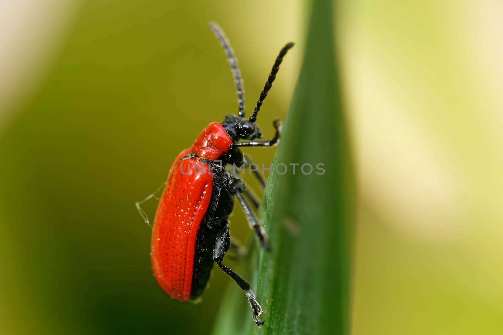 Scarlet lily beetle