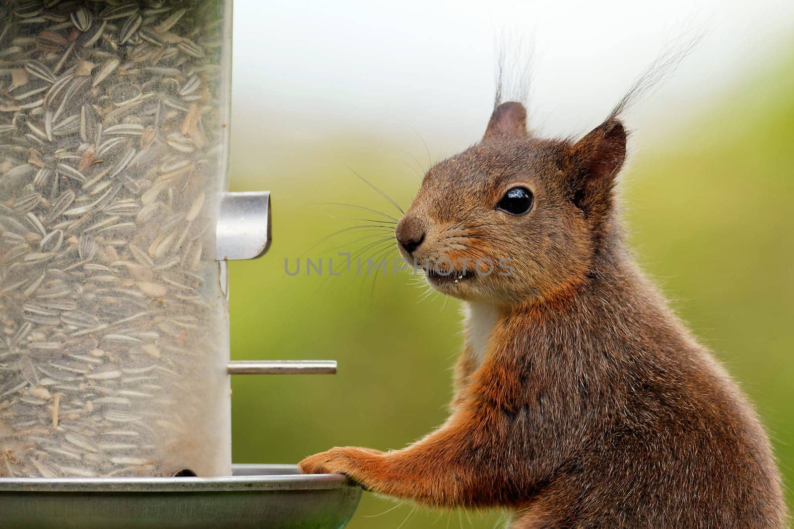 red squirrel feeding bird seed