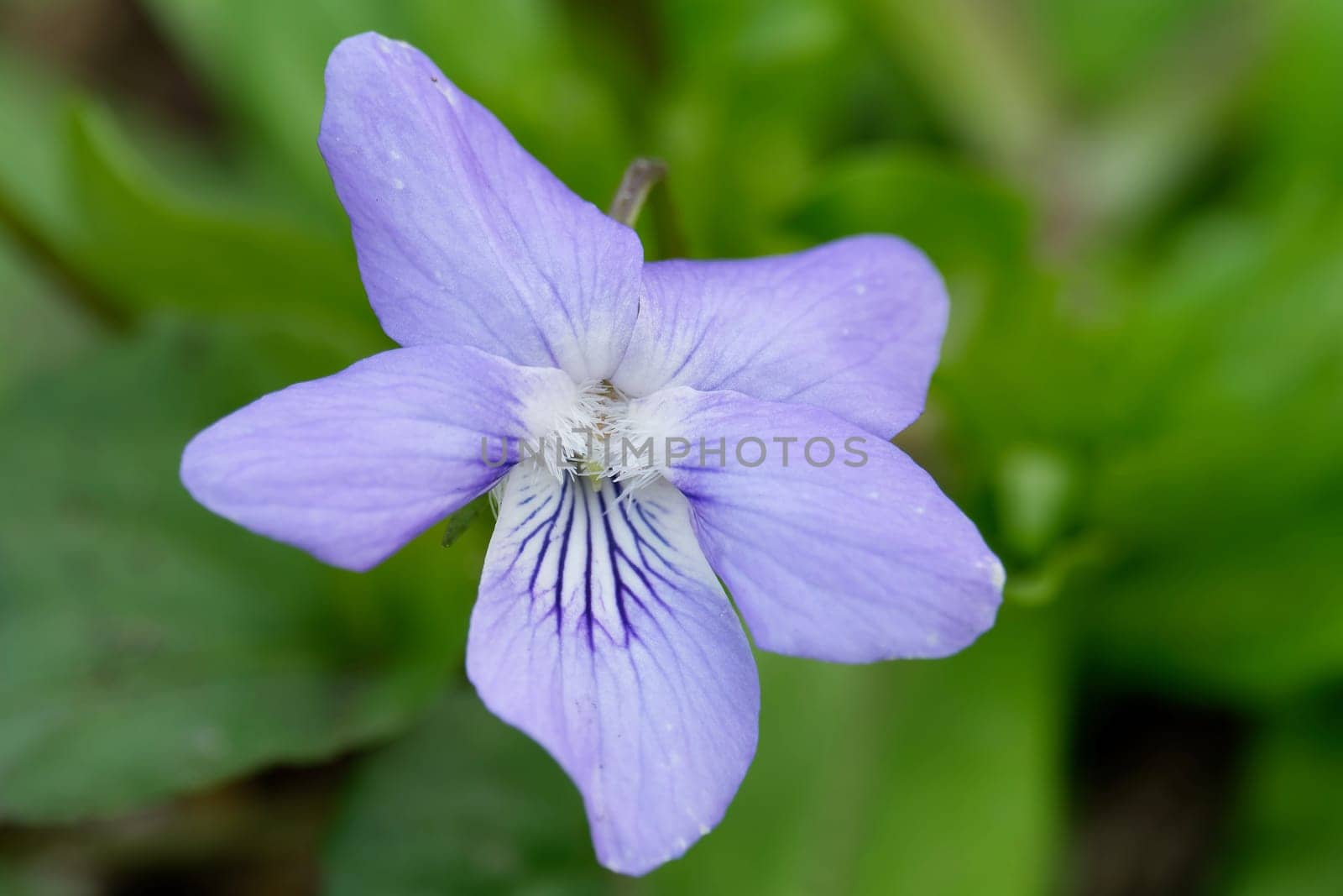 common dog-violet in spring