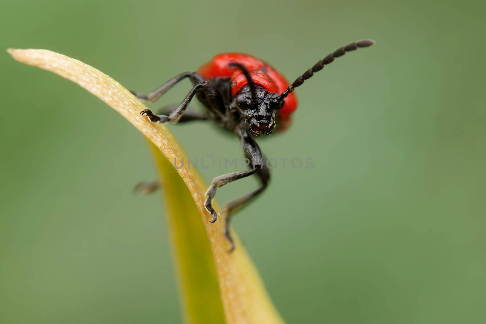 Scarlet lily beetle